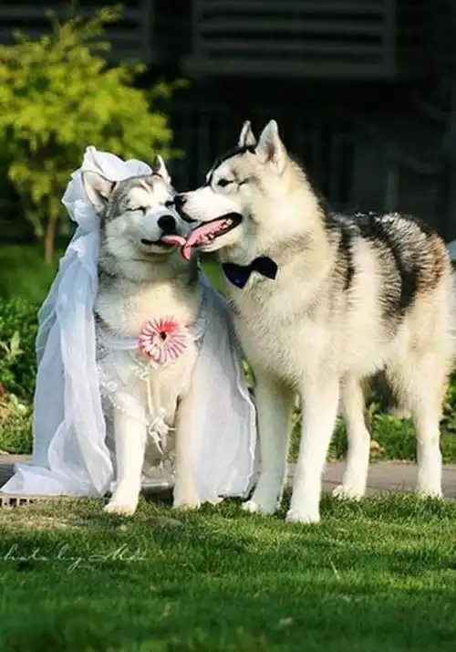 秀恩爱虐狗的汪星人