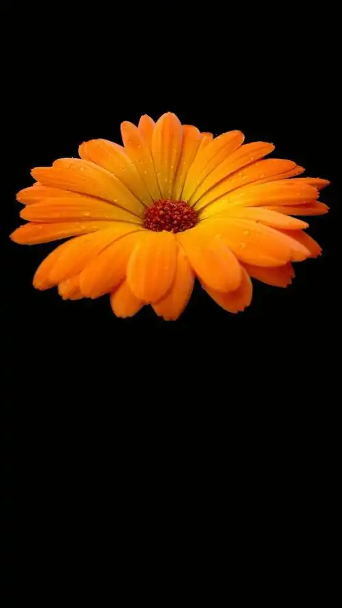 唯美黑底意境图片