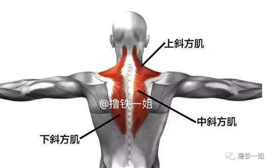 刘亦菲连续低胸裙惊艳出镜大方不遮掩但这斜方肌也太壮了吧