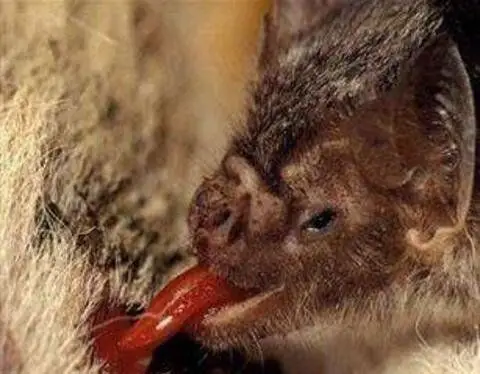 世界上最恐怖的蝙蝠 吸血蝙蝠(每天要吸18g血)
