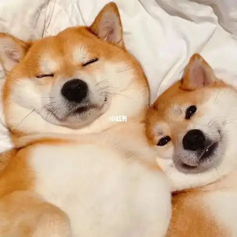 2021最火情侣动物头像 情侣头像图片大全 -【爱个性】