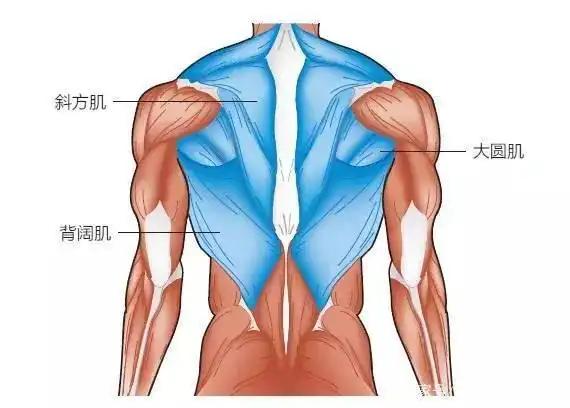 背部肌肉