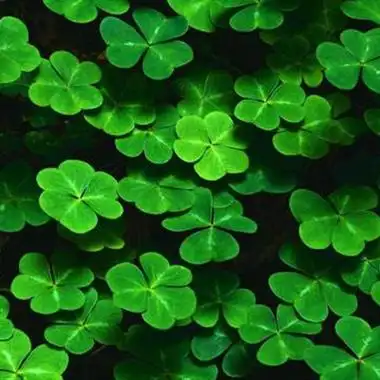 幸运四叶草头像图片,高清吉利的微信头像四叶草_风水头像_头像屋