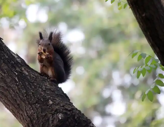 储备冬粮天坛的小松鼠超可爱