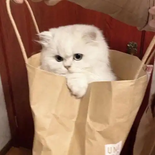 可爱头像萌宠小猫咪