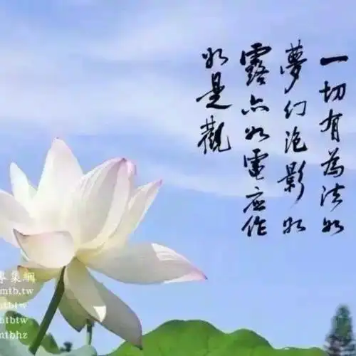 阿弥陀佛莲花开