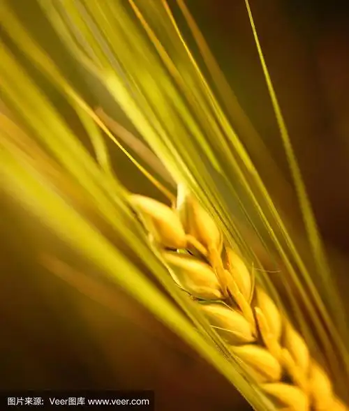 小麦穗的特写.
