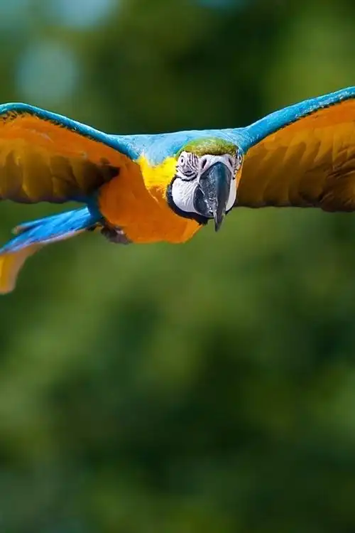 壁纸 鹦鹉飞行,背景虚化 1920x1080 full hd 2k 高清壁纸, 图片, 照片