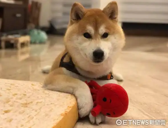 「把拔非常爽带著满足和宠溺的笑容,抱著钱钱说:好吃噢～早餐好吃噢