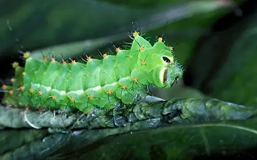 昆虫青刺蛾幼虫
