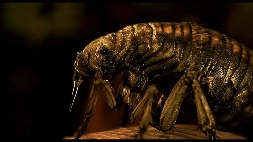 《童梦失魂夜》——属于成人的怪诞童话