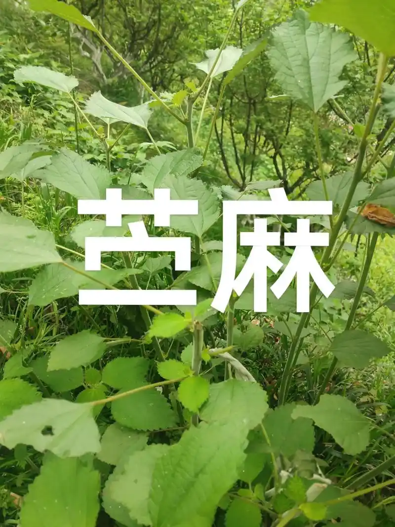 在公园看到被掐尖的苎麻,于是倒查了一下又有惊人发现,这个苎麻 - 抖