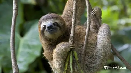 树懒为什么动作这么慢