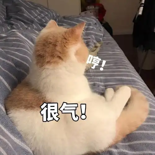 萌宠喵星人很气伤心搞怪逗gif动图_动态图_表情包下载_soogif