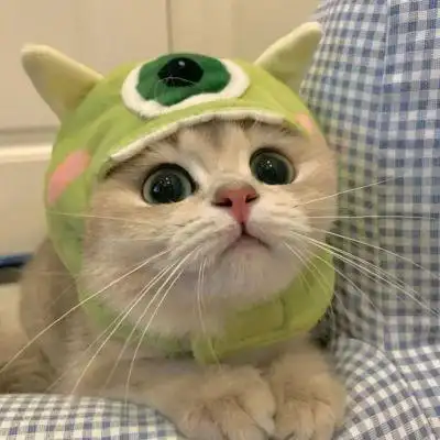 可爱猫咪头像79夏日的遗憾一定会被秋风温柔化解