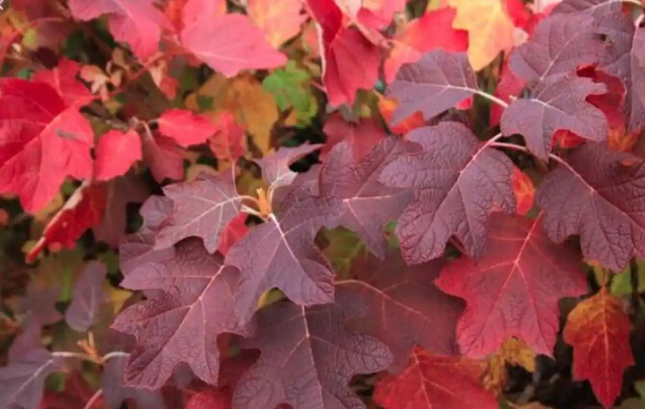 看!会变色的绣球,翻滚起来了 栎叶绣球是绣球家族里独具一格的种类,是