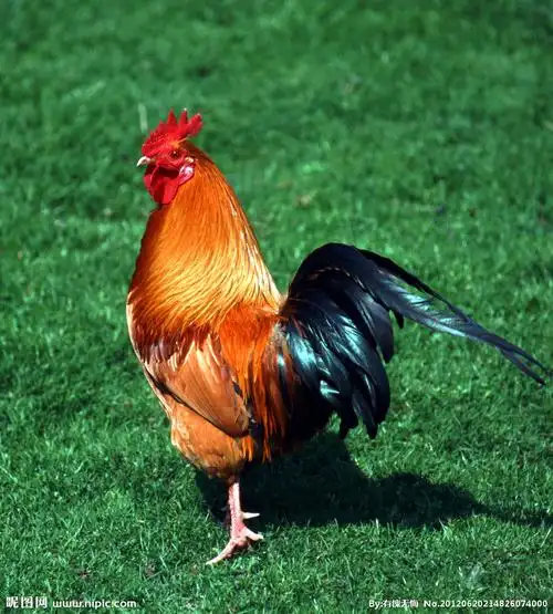 公鸡图片