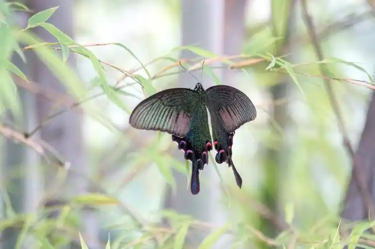 绿带翠凤蝶图片绿带翠凤蝶高清蝴蝶图片