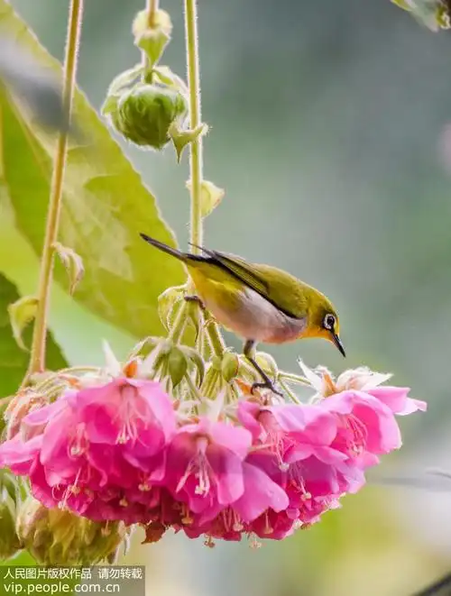 南宁鸟语花香迎春来6