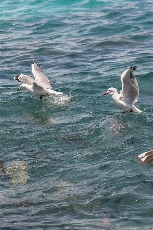 一些海鸥,海,水 5k