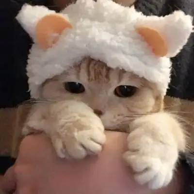 高清猫头像 超萌可爱的个性猫头像图片_动物头像_美头网