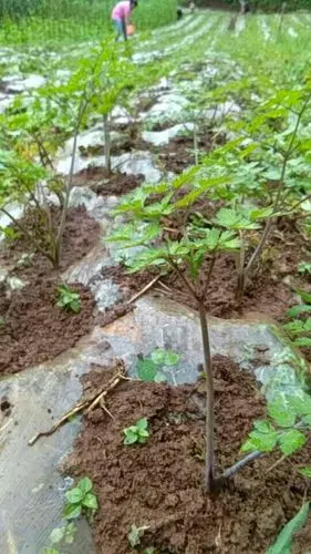 刚刚成活不久的当归苗.