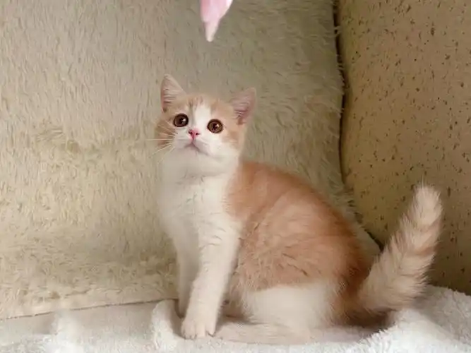 英短乳白弟弟无敌可爱了