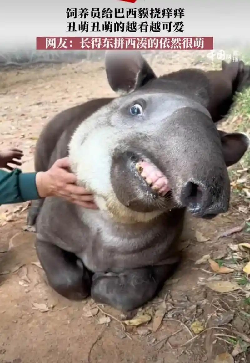 这种丑陋又可爱又丑陋的动物叫做巴西貘.