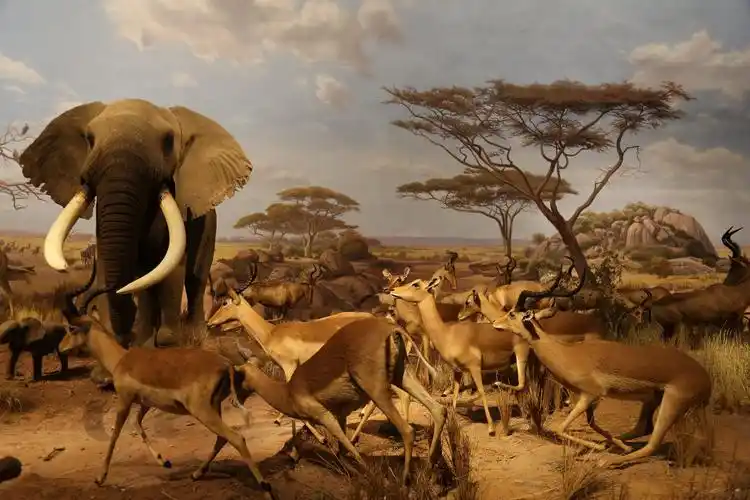 非洲野生动物大迁徙展