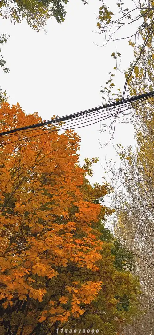 秋天壁纸/枫叶壁纸/手机壁纸/高清无水印 - 高清图片,堆糖,美图壁纸