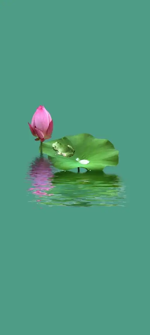 清新绿色护眼荷花壁纸