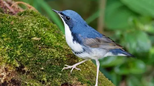 安装元气桌面,海量壁纸一键设置尺寸:2560x1440体积:3mb上传时间:2021