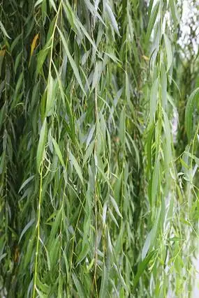 青青的垂杨柳树叶