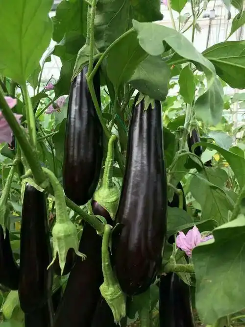 丰亿农业技术有限责任公司茄子品种展示