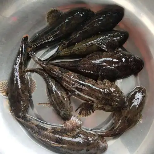 对比维度塘鳢鱼老头鱼笋壳鱼外观体长60~100毫米,最大150~200毫米约50