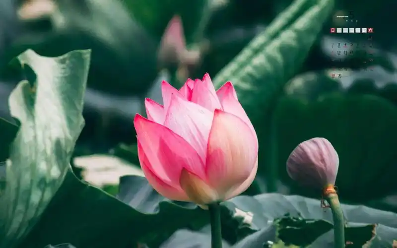 2021年5月鲜艳的荷花日历,月历壁纸-回车桌面