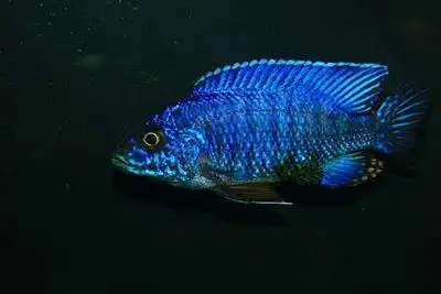 台系进口三湖慈鲷 马雕 孔雀类a属孔雀 蓝钻孔雀 观赏鱼 热带鱼