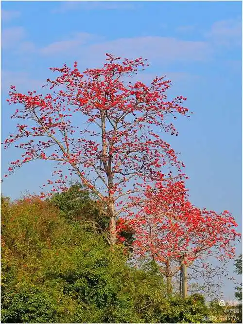 昌江木棉花正红