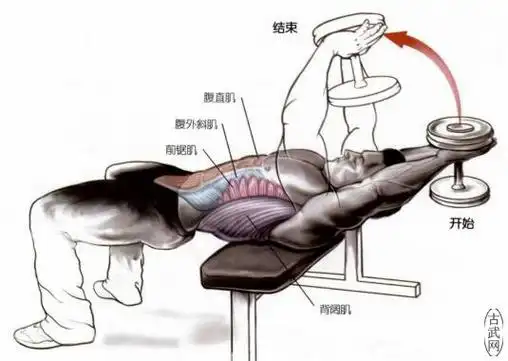 前锯肌锻炼方法之哑铃上举和杠铃上举