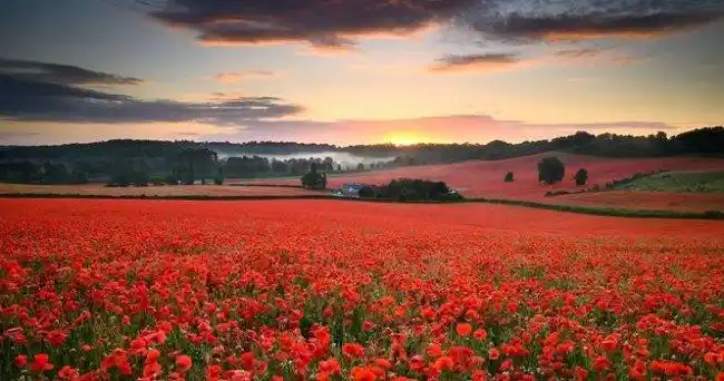 世界绝美十大花海中国上榜两处3