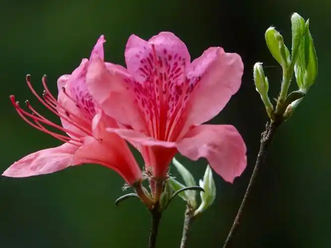最美四月天,湖北麻城赏杜鹃.