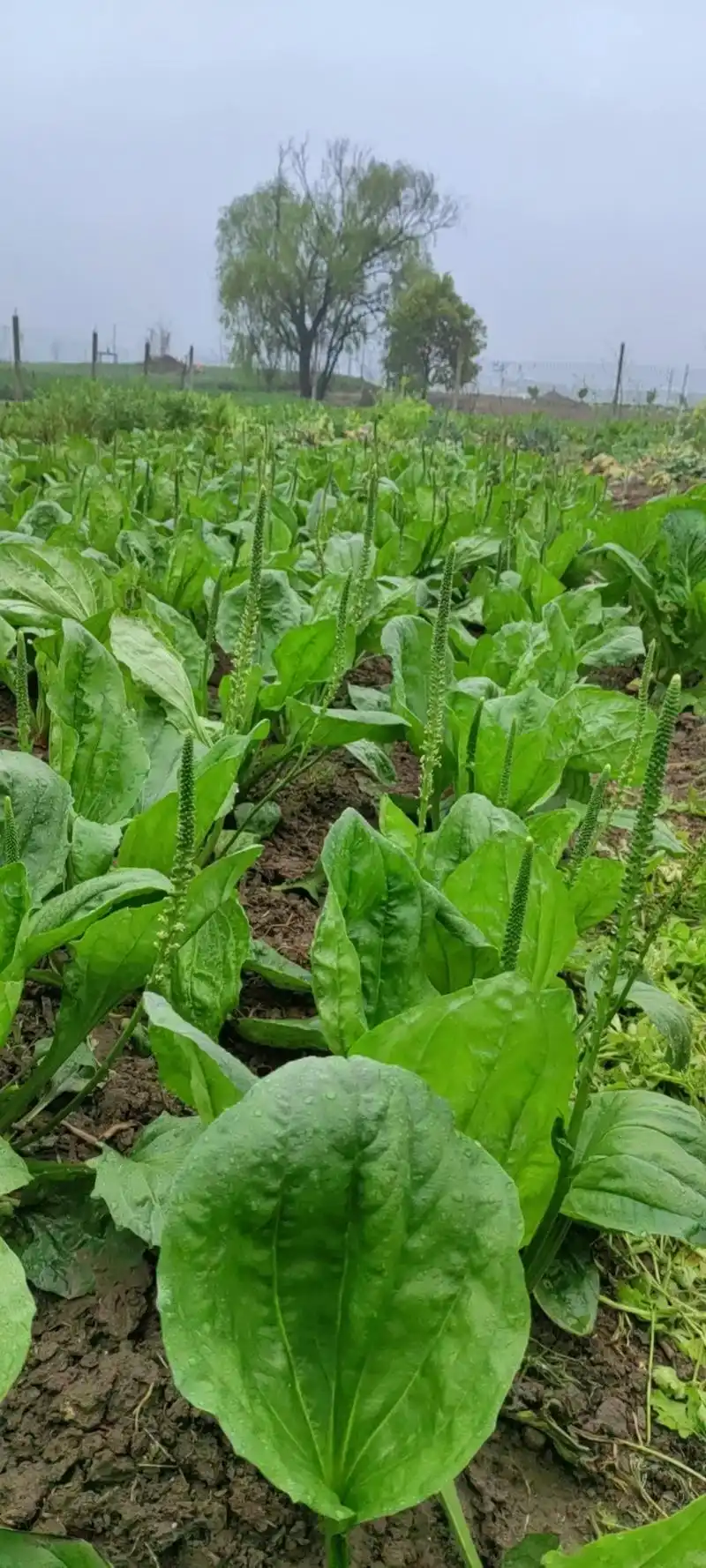 大叶车前草药用价值高,有部分种苗,需要的请与我联系. - 抖音