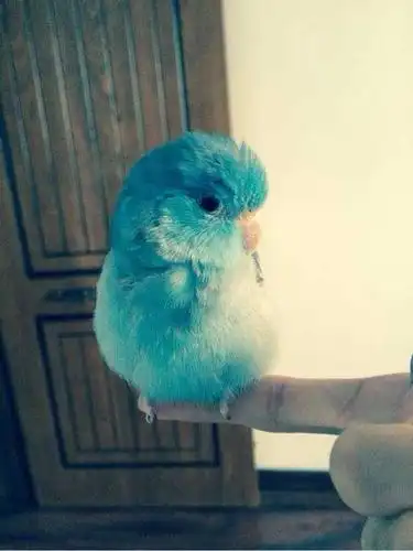 请问这是一只什么鹦鹉,分不清种类?