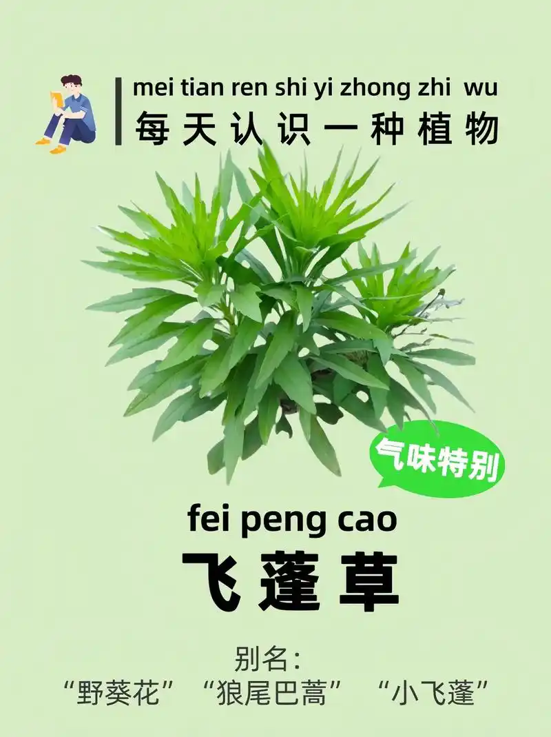 据说99%的农村土豪都认识它"飞蓬草"?飞蓬草是一种常见的植 - 抖音