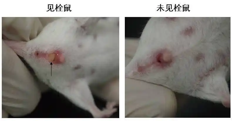 转载小鼠大学问养小鼠你要知道的那些事一