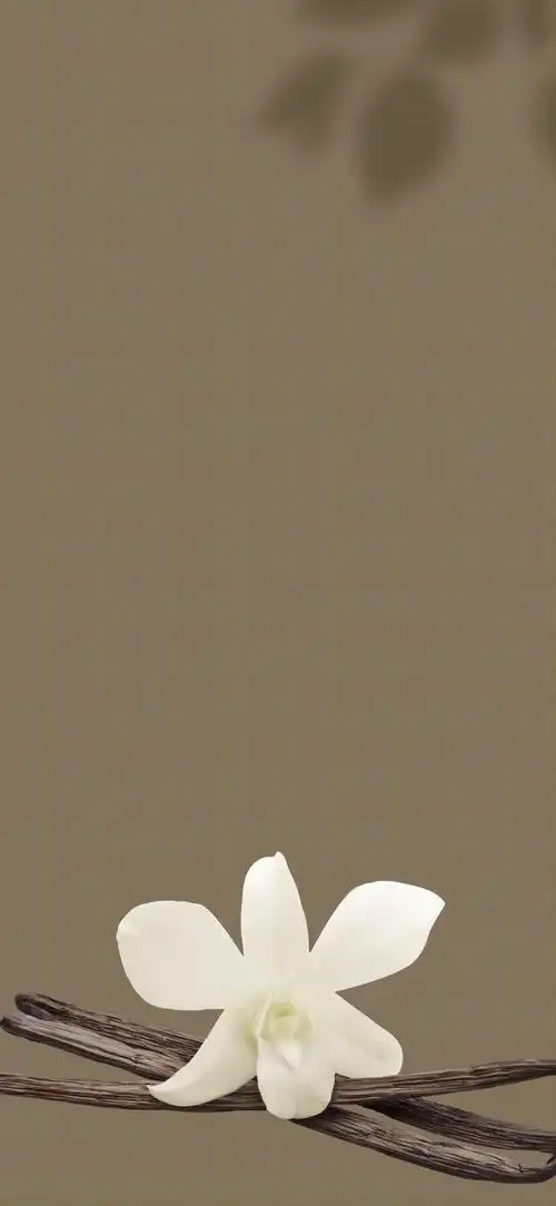 壁纸|彩色人生之棕色