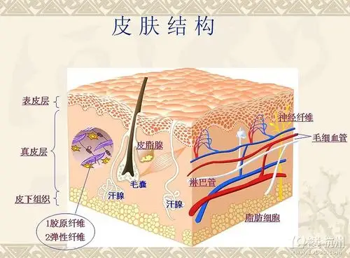 皮肤结构