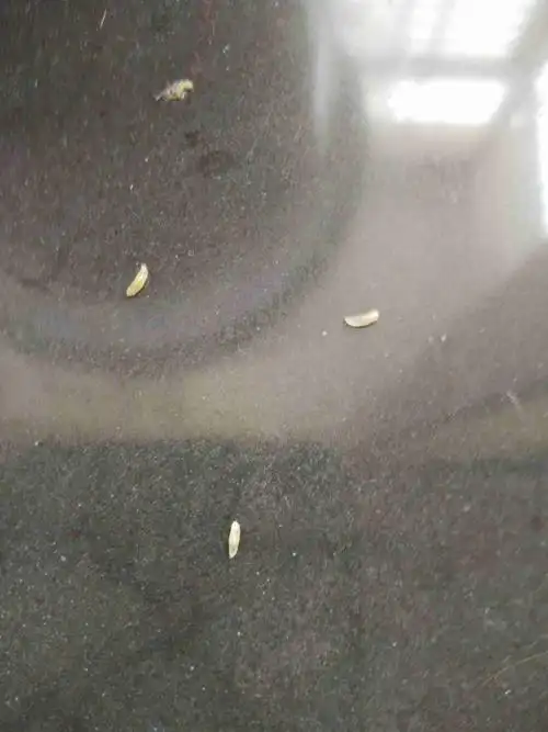 地板上很多亳米长的小白虫是什么