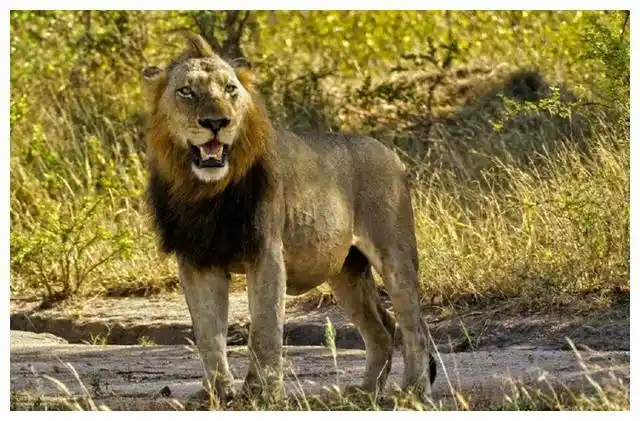 著名雄狮联盟坏男孩老大的传奇故事