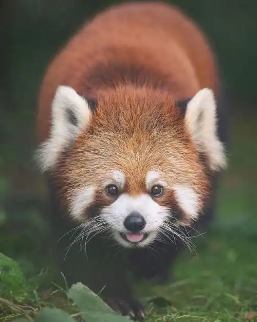 但小熊猫也是猛兽哦~是国家二级保护动物75不论有多可爱,也要保持